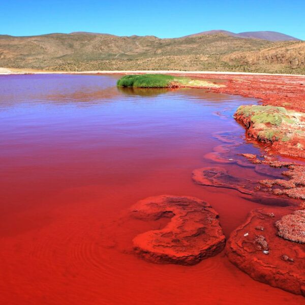 red-lagoon